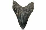 Serrated, Fossil Megalodon Tooth - South Carolina #310062-1